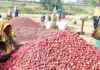 Boosting Potato Cultivation in Bogura for Higher Yield Expectation – A Step towards Better Production boosting-potato-cultivation-in-bogura-for-higher-yield-expectation-a-step-towards-better-production