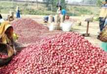 Boosting Potato Cultivation in Bogura for Higher Yield Expectation – A Step towards Better Production boosting-potato-cultivation-in-bogura-for-higher-yield-expectation-a-step-towards-better-production