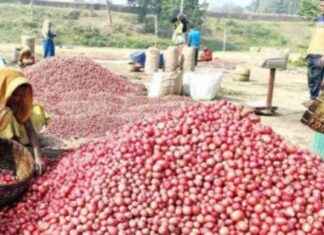 Boosting Potato Cultivation in Bogura for Higher Yield Expectation – A Step towards Better Production boosting-potato-cultivation-in-bogura-for-higher-yield-expectation-a-step-towards-better-production