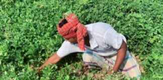 Empire of Almonds in the Sands of Jamuna River – A Glimpse into the World of Almond Cultivation in Bangladesh empire-of-almonds-in-the-sands-of-jamuna-river-a-glimpse-into-the-world-of-almond-cultivation-in-bangladesh