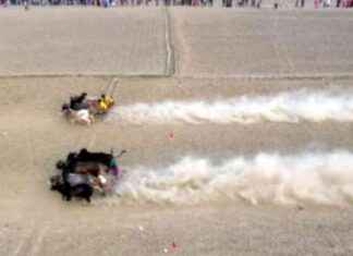 Race to witness the almost extinct river dolphins attracts thousands of people. race-to-witness-the-almost-extinct-river-dolphins-attracts-thousands-of-people