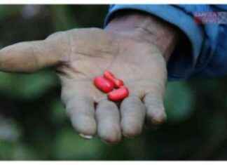 Unseen Benefits of Mountain Bunuelos: A Delicious and Nutritious Treat unseen-benefits-of-mountain-bunuelos-a-delicious-and-nutritious-treat