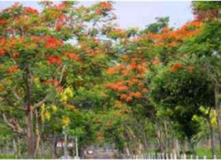 Flower Arch on the Road: A Beautiful Addition to Streetscape flower-arch-on-the-road-a-beautiful-addition-to-streetscape