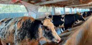 Korbanir Pashu Chahidar Cheye Pouno 4 Lakh Beshi in Khulna korbanir-pashu-chahidar-cheye-pouno-4-lakh-beshi-in-khulna