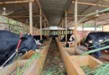 Preparing 62,000 Animals for Qurbani in Chandpur preparing-62000-animals-for-qurbani-in-chandpur