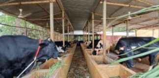 Preparing 62,000 Animals for Qurbani in Chandpur preparing-62000-animals-for-qurbani-in-chandpur