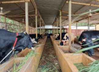 Preparing 62,000 Animals for Qurbani in Chandpur preparing-62000-animals-for-qurbani-in-chandpur