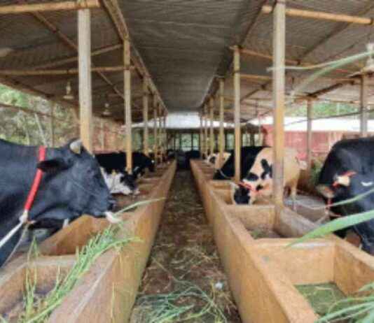 Preparing 62,000 Animals for Qurbani in Chandpur preparing-62000-animals-for-qurbani-in-chandpur