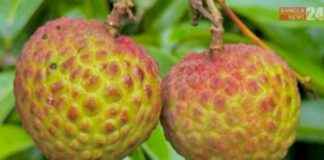 লিচু ফল খাওয়ার পূর্বে উপকারিতা এবং অপকারিতা
