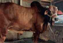 রাজবাড়ীর ‘রাজা’ কোরবানির বাজারে মাতাবে