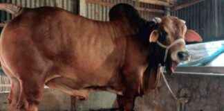 রাজবাড়ীর ‘রাজা’ কোরবানির বাজারে মাতাবে