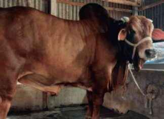 রাজবাড়ীর ‘রাজা’ কোরবানির বাজারে মাতাবে