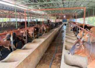 ফেনীতে খামারিরা বিরুদ্ধে ঘুরে দাঁড়ানোর লড়াইয়ের অধ্যক্ষা